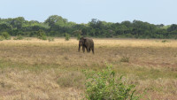 Wilpattu NP - Hunuwilgama Gate